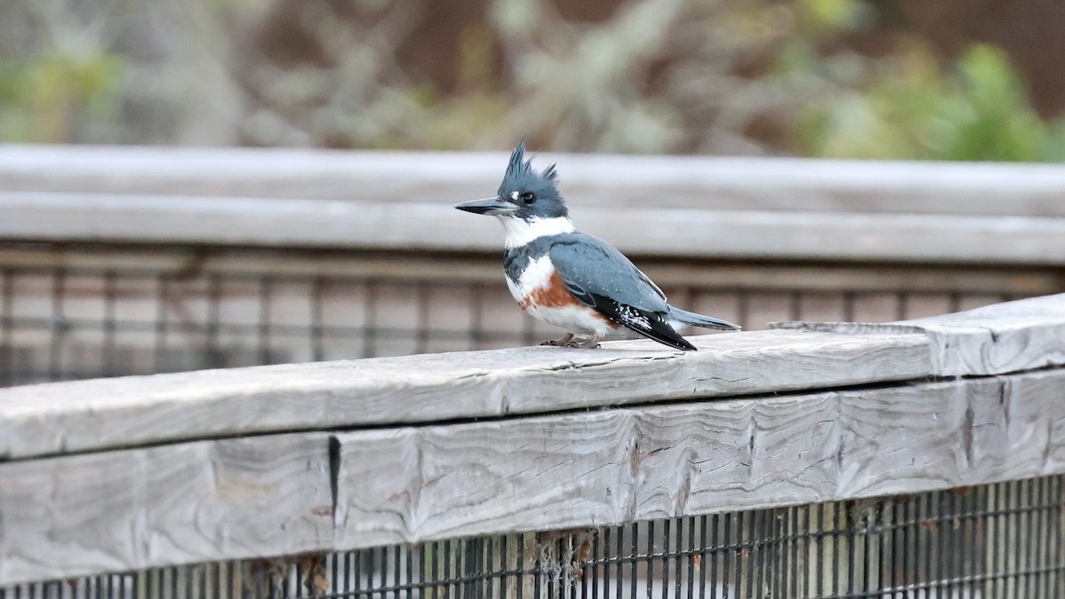 Belted Kingfisher - ML646041822