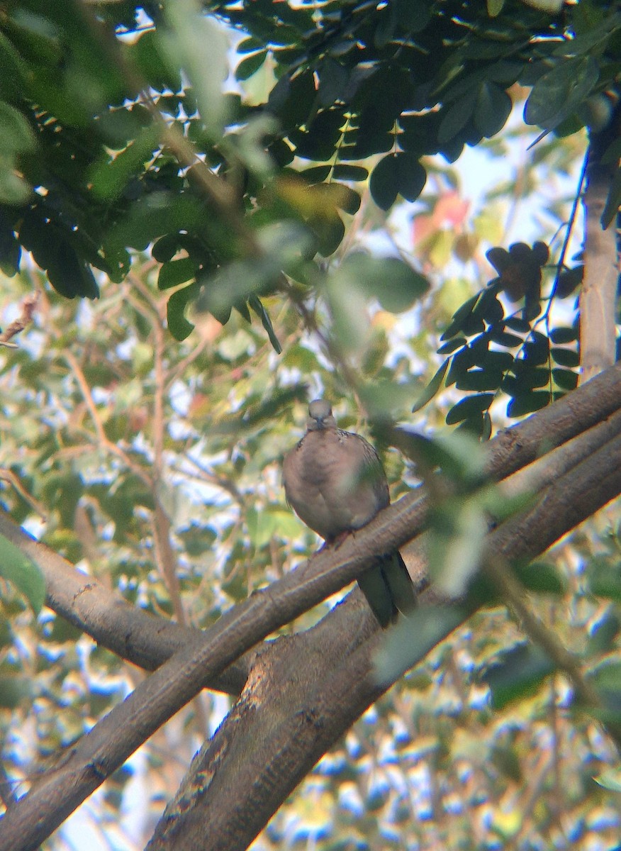 Spotted Dove - ML646041823