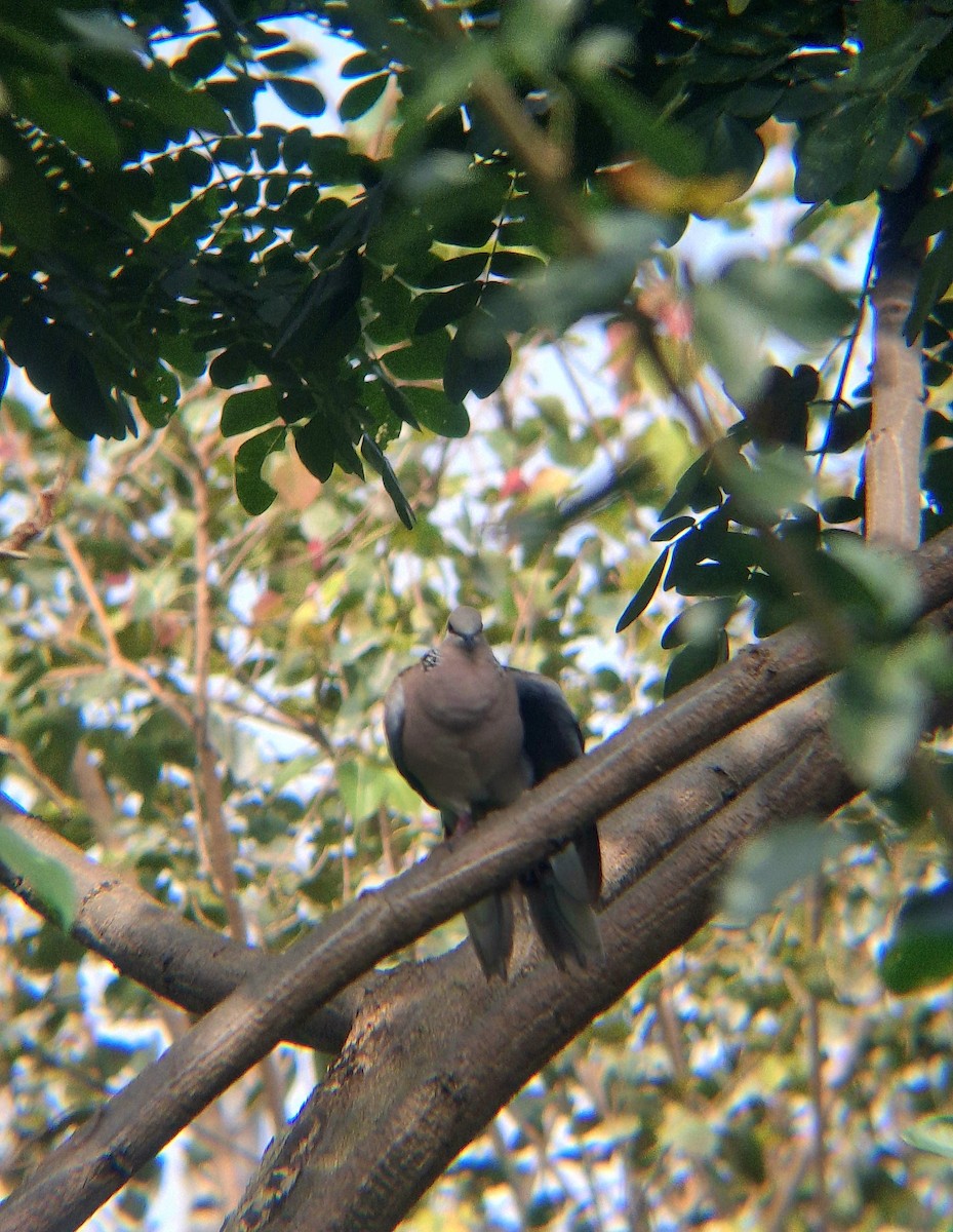 Spotted Dove - ML646041824