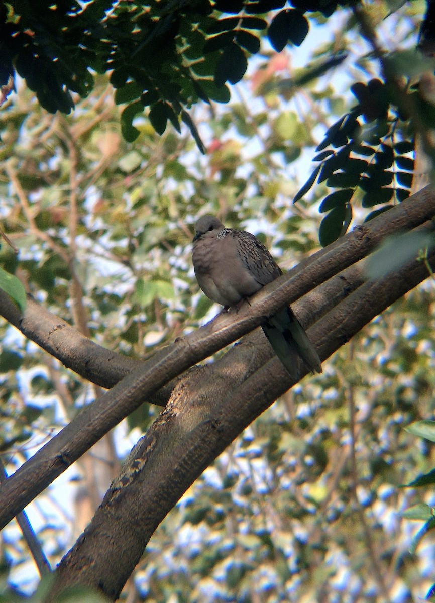 Spotted Dove - ML646041825
