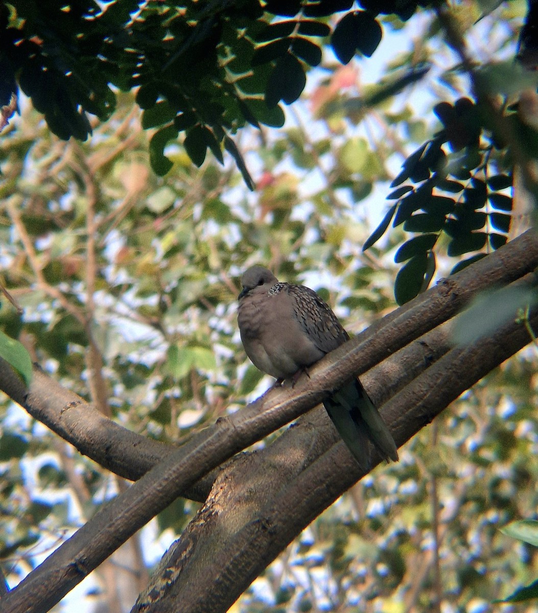 Spotted Dove - ML646041826