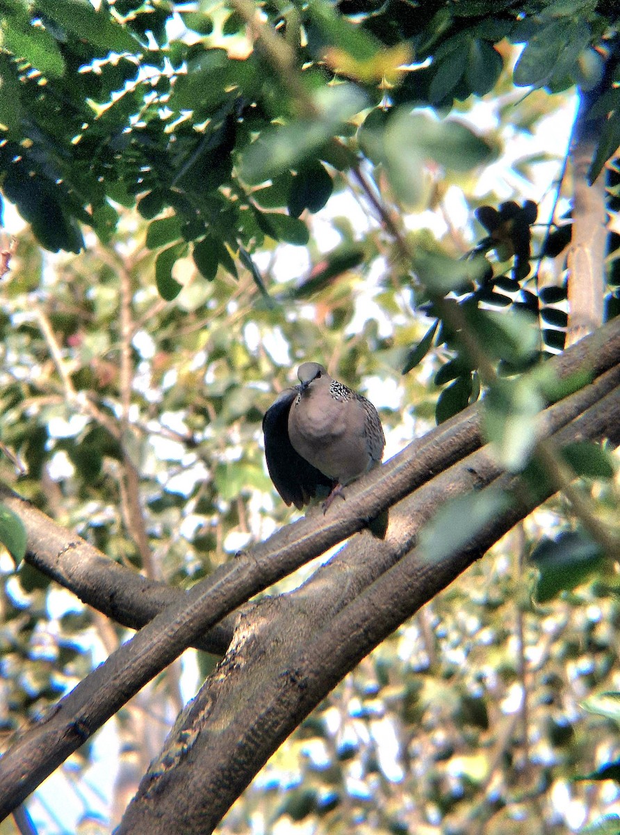 Spotted Dove - ML646041827