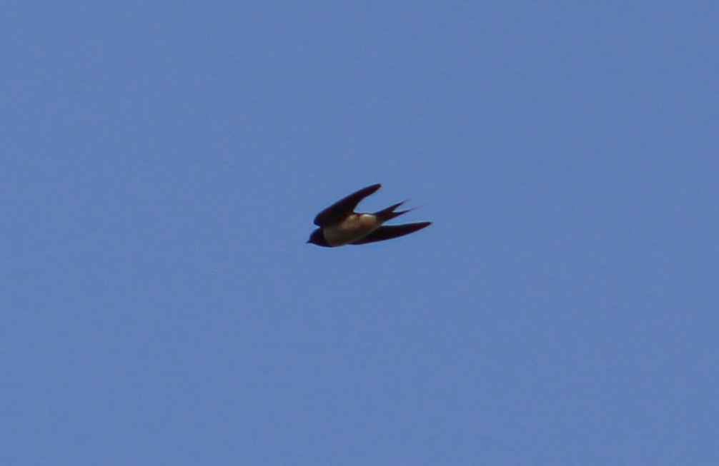 Barn Swallow - ML646041829