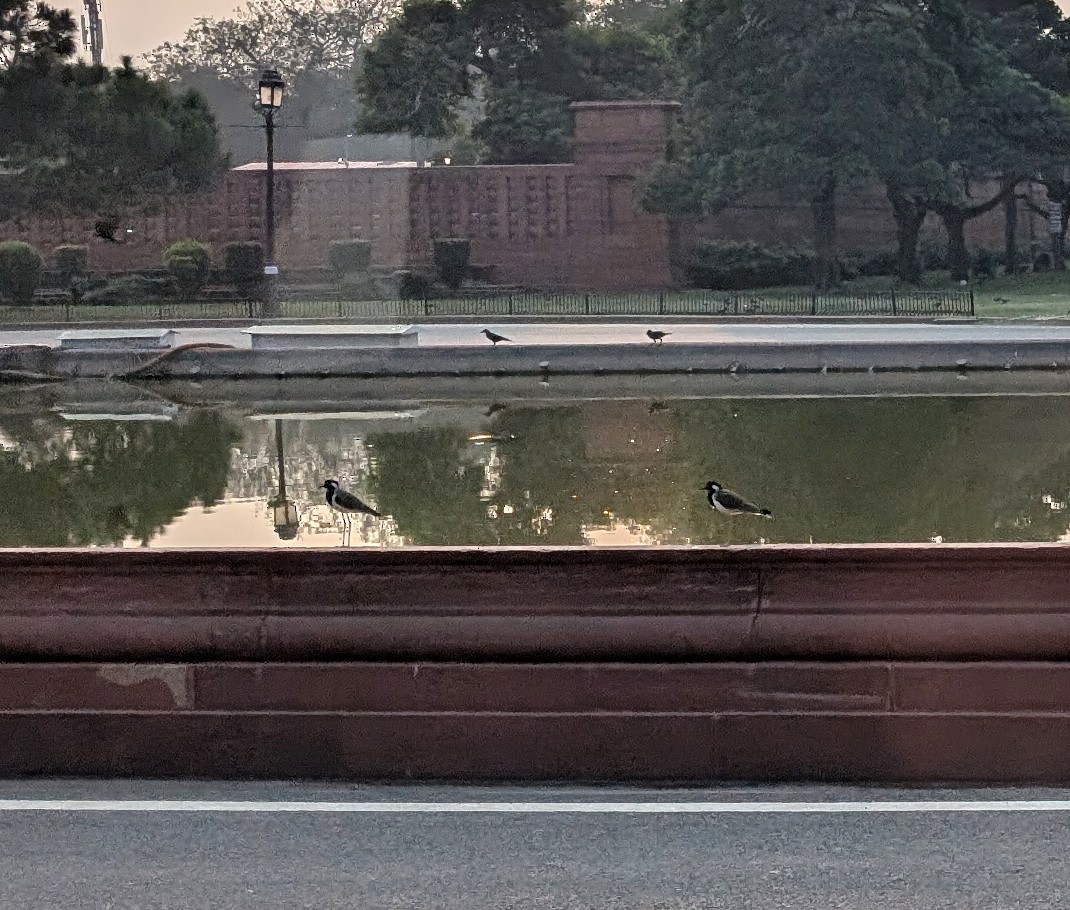 Red-wattled Lapwing - ML646041830