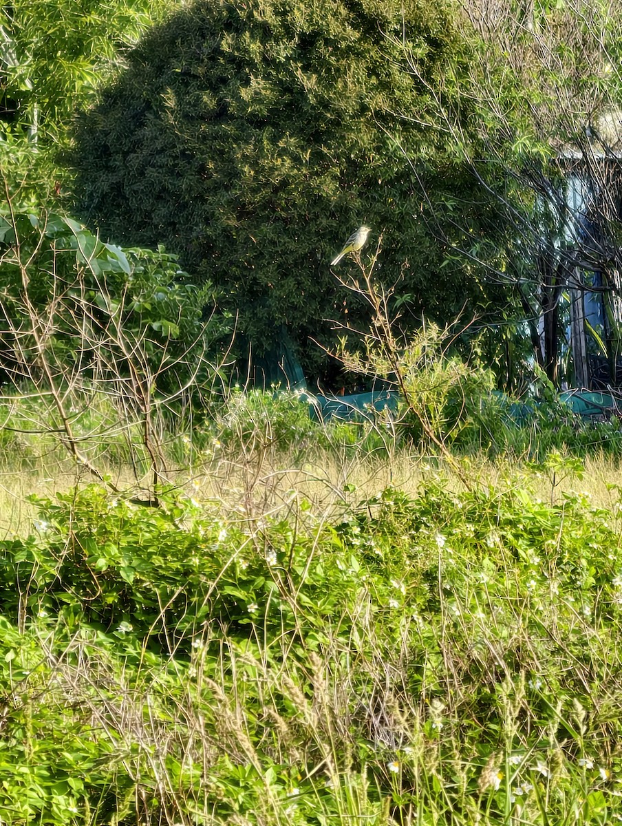 Eastern Yellow Wagtail - ML646041831