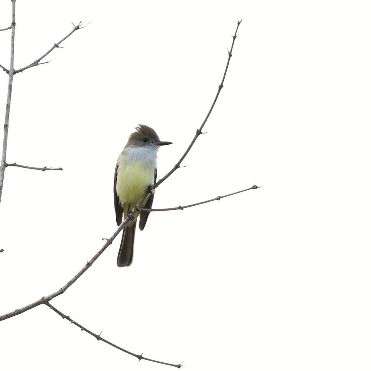 Swainson's Flycatcher - ML646041832