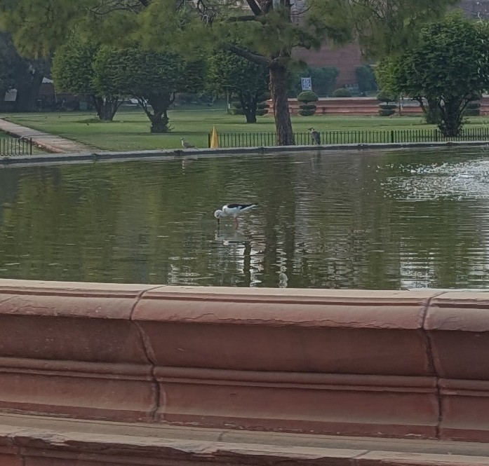 Black-winged Stilt - ML646041833