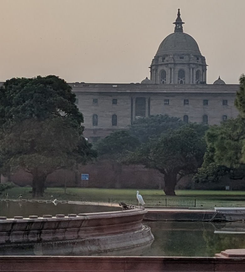 Little Egret - ML646041834
