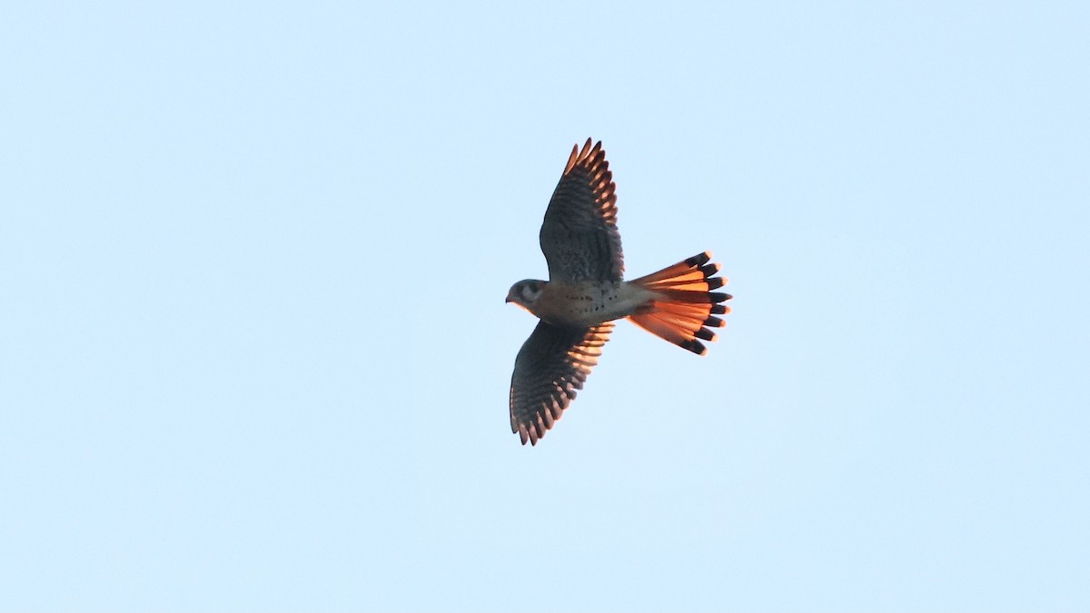 American Kestrel - ML646041835