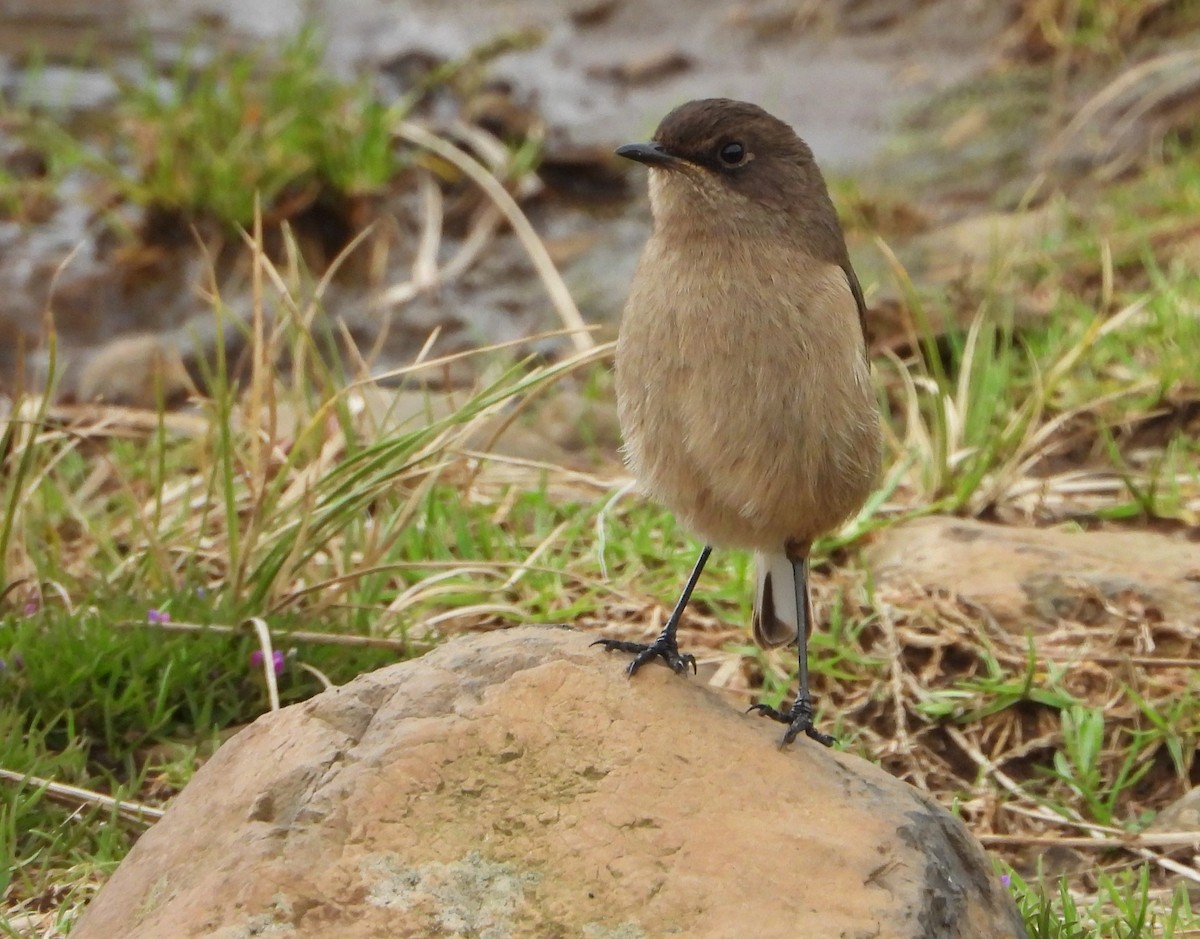 Moorland Chat - ML646041836