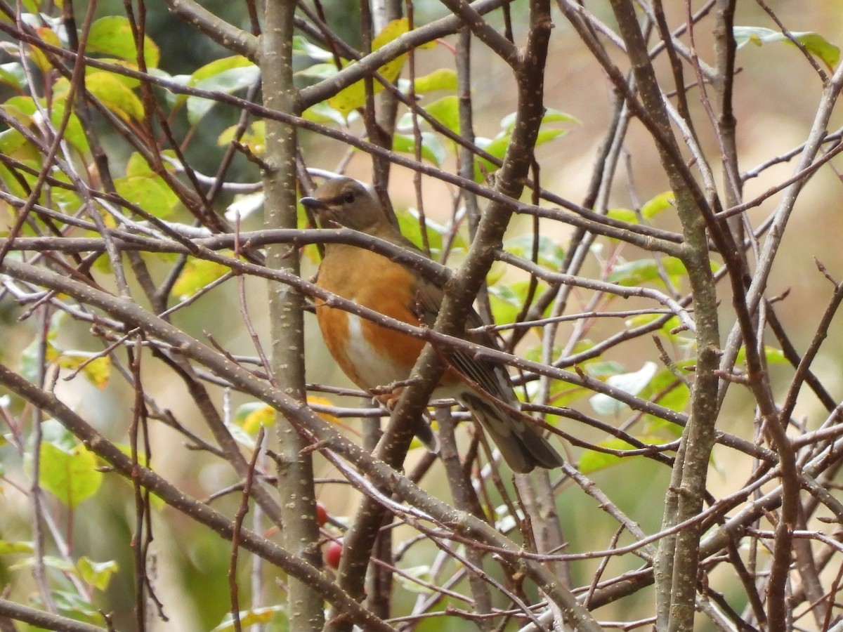 Brown-headed Thrush - ML646041837