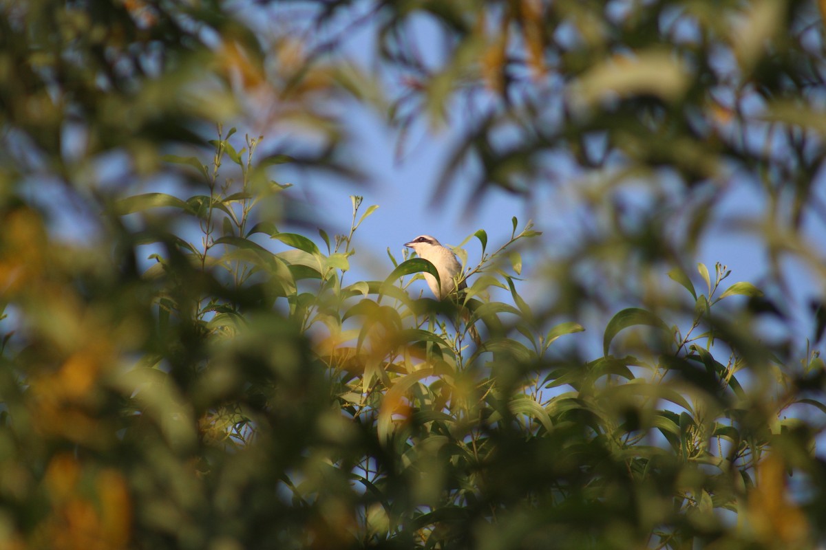 Brown Shrike - ML646041842