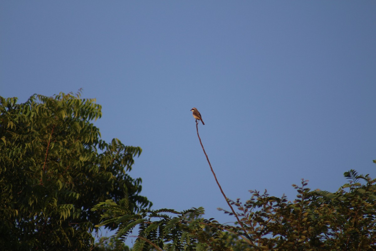 Brown Shrike - ML646041843