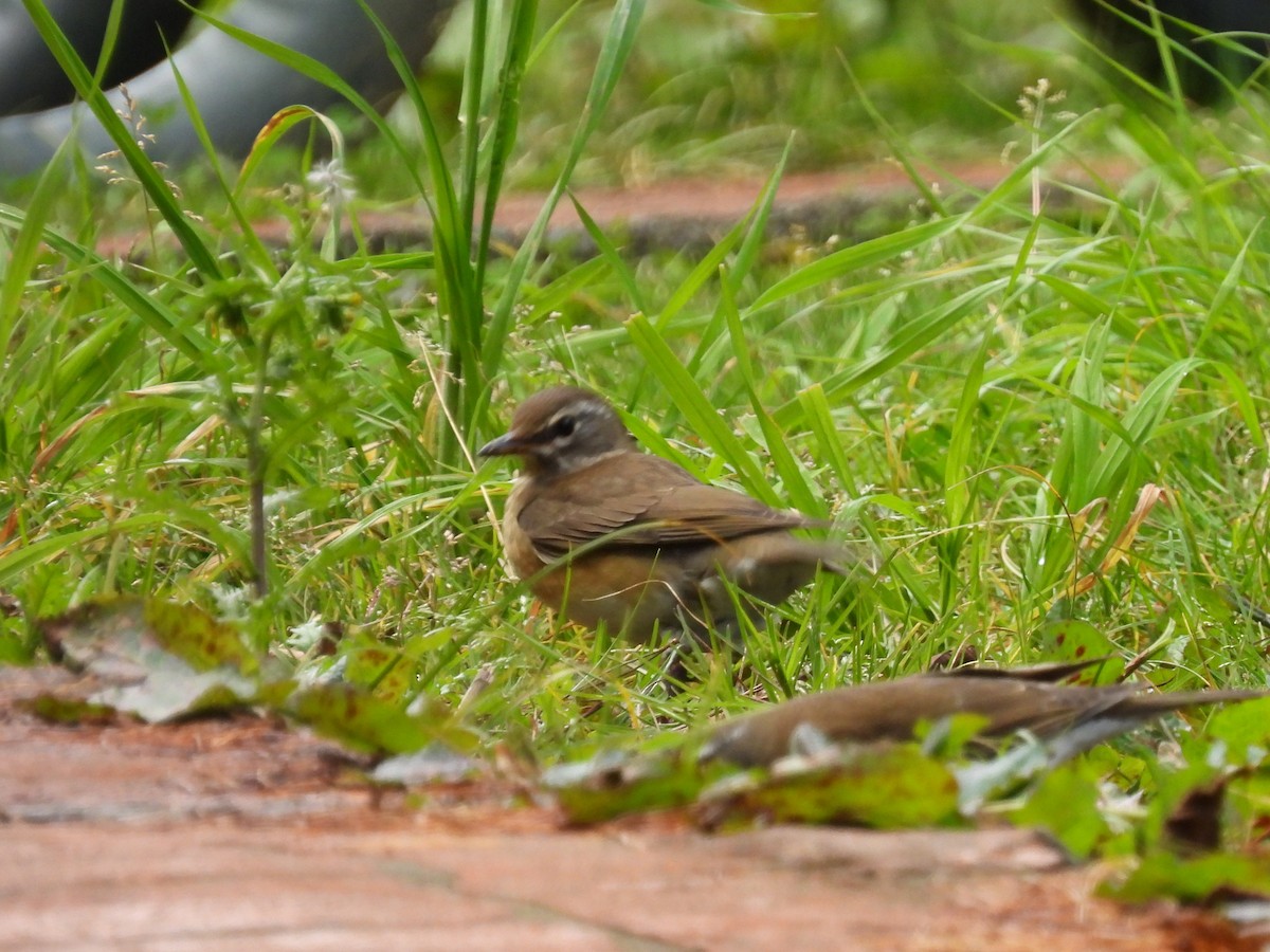 Eyebrowed Thrush - ML646041845