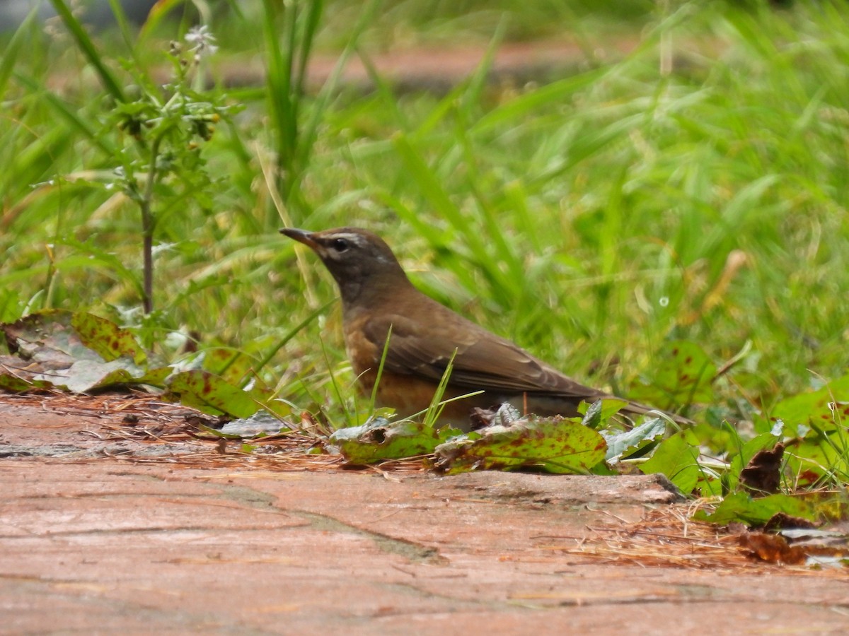 Eyebrowed Thrush - ML646041846