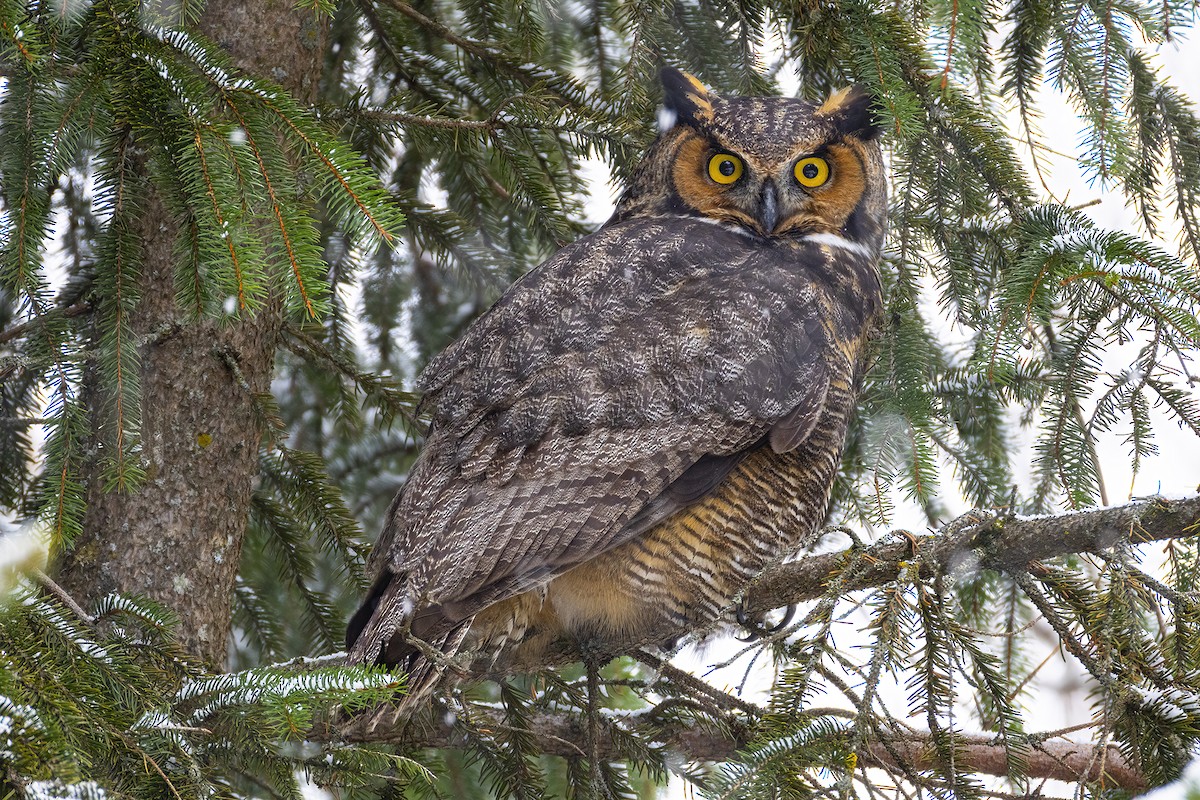Great Horned Owl - ML646041849