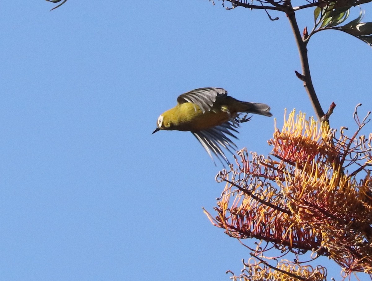 Mbulu White-eye - ML646041860