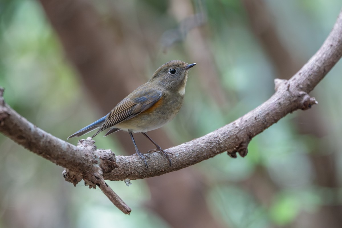 Red-flanked Bluetail - ML646041861