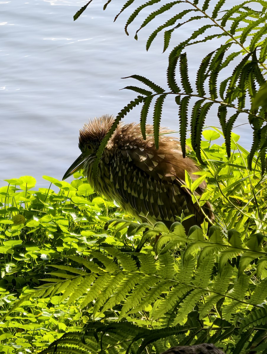 kvakoš noční - ML646041866