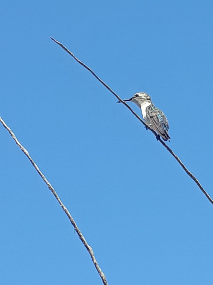 Bee Hummingbird - ML646041867