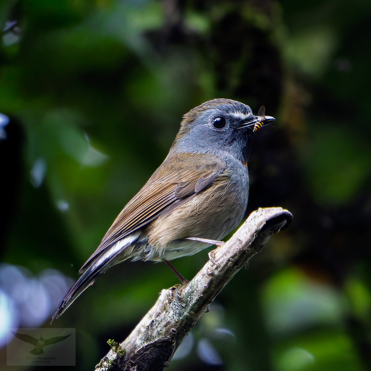 Rufous-gorgeted Flycatcher - ML646041872
