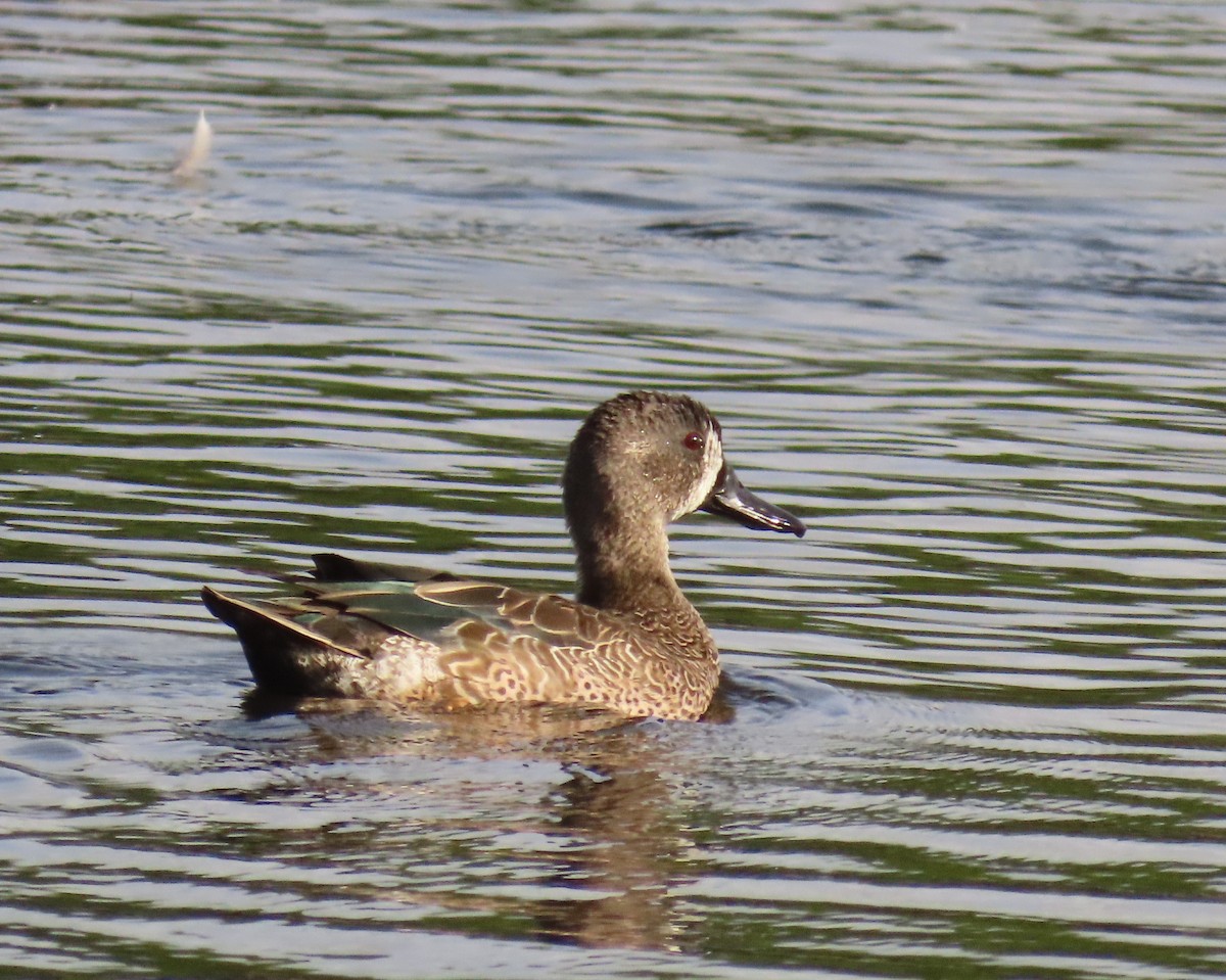 čírka modrokřídlá - ML646041880