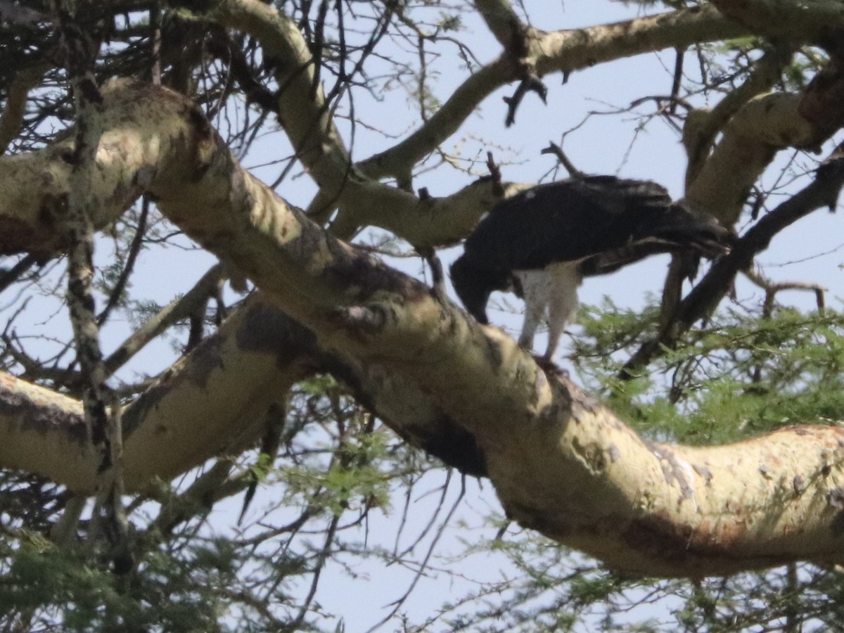 Martial Eagle - ML646041884