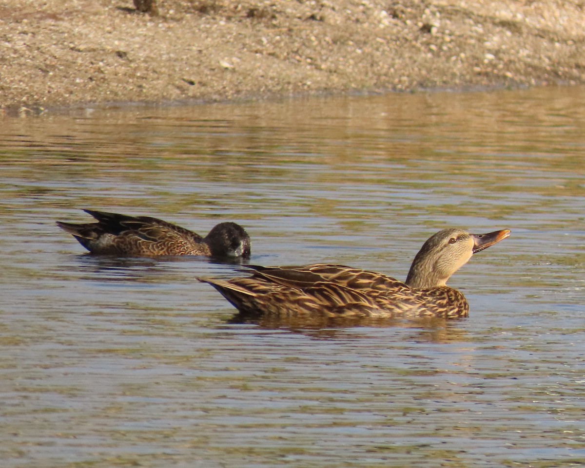 雑種 マガモ ｘ マダラガモ - ML646041888