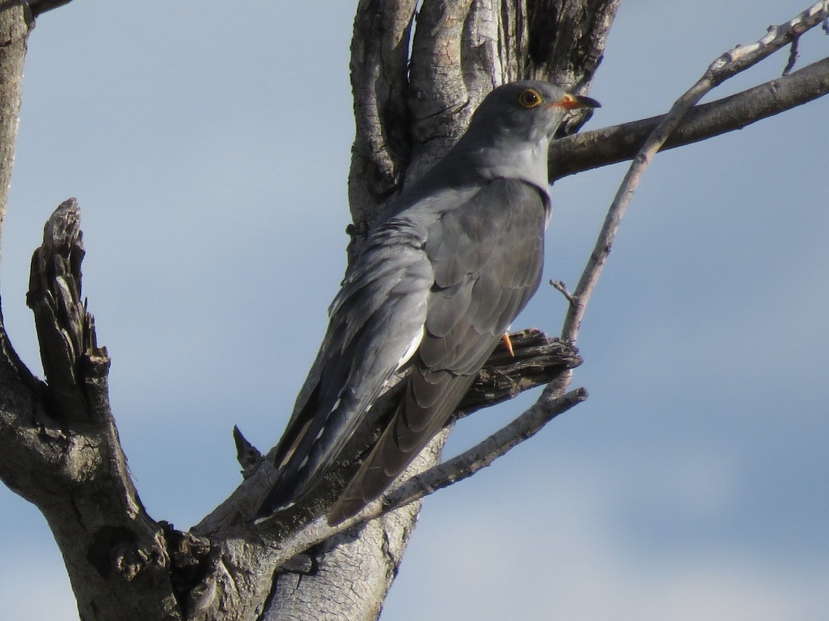 Coucou africain - ML646041895