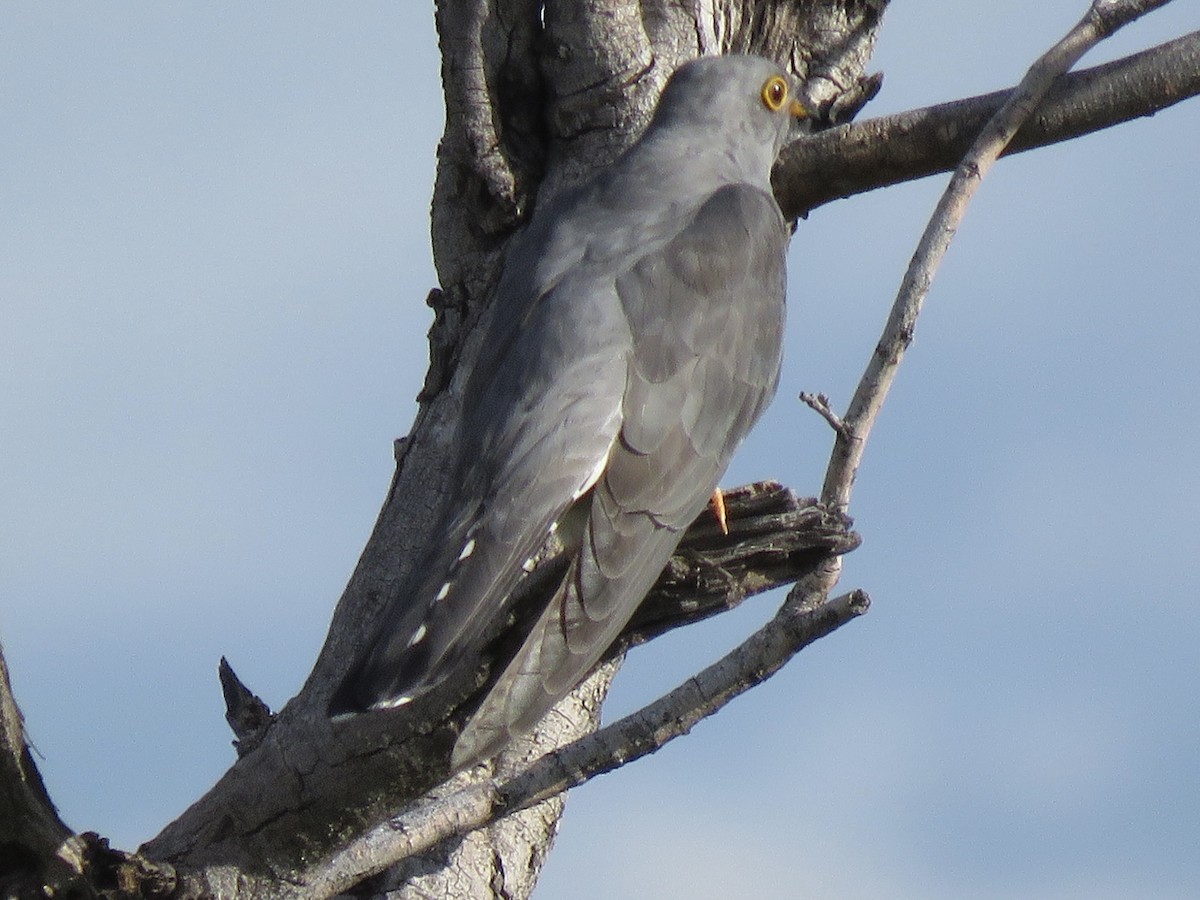 Coucou africain - ML646041896