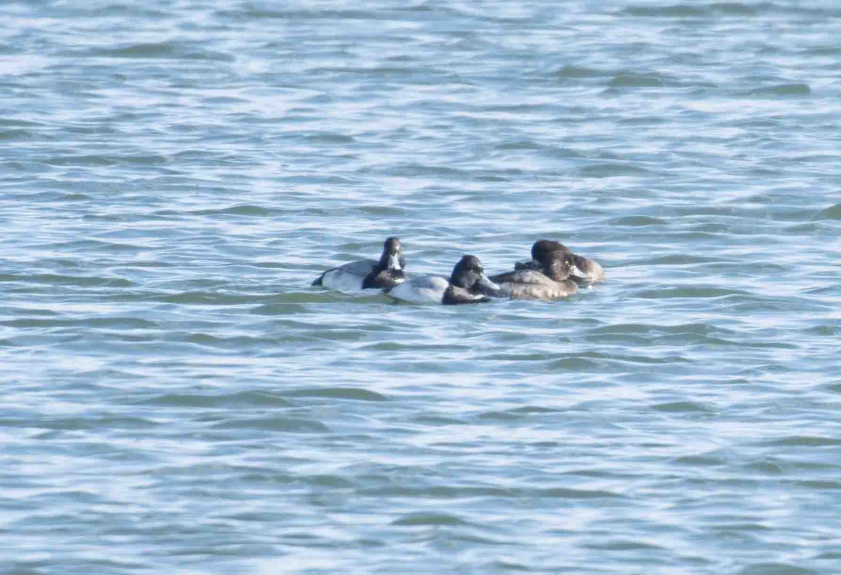 Lesser Scaup - ML646041904