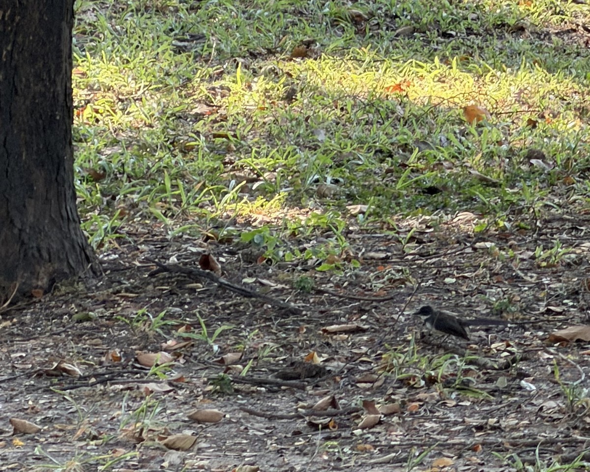 Malaysian Pied-Fantail - ML646041907