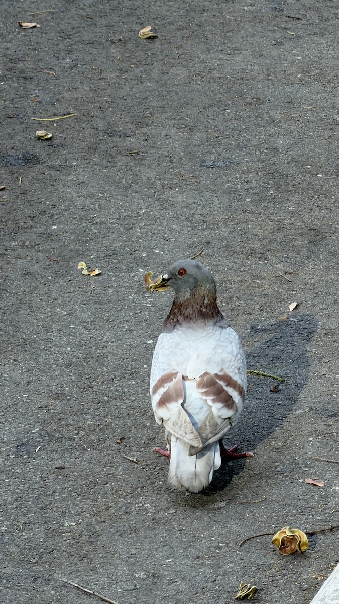Rock Pigeon (Feral Pigeon) - ML646041911
