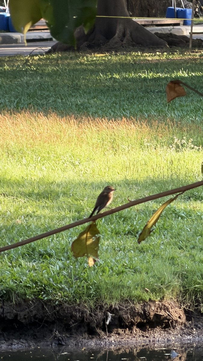 Taiga Flycatcher - ML646041914