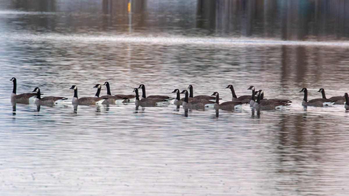 ברנטה קנדית - ML646041916