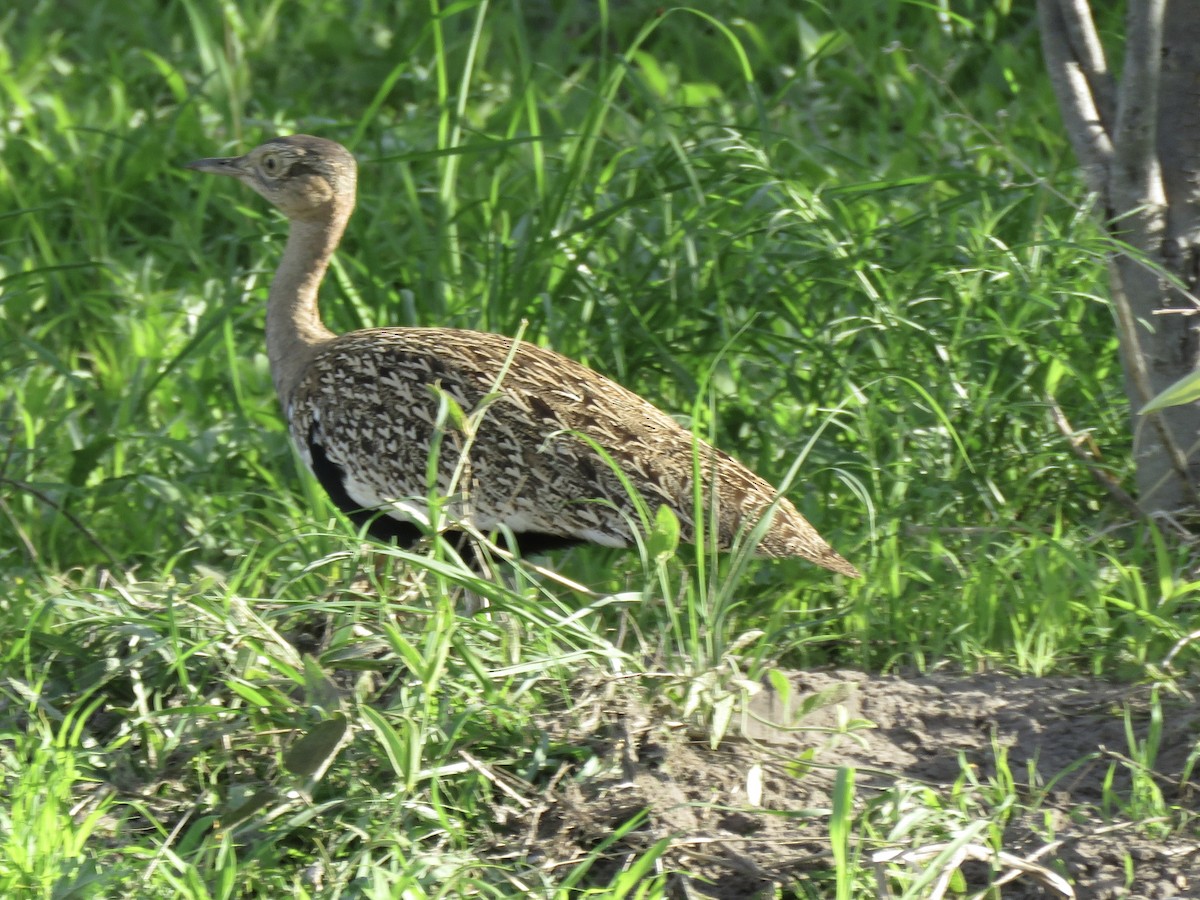 Red-crested Bustard - ML646041918