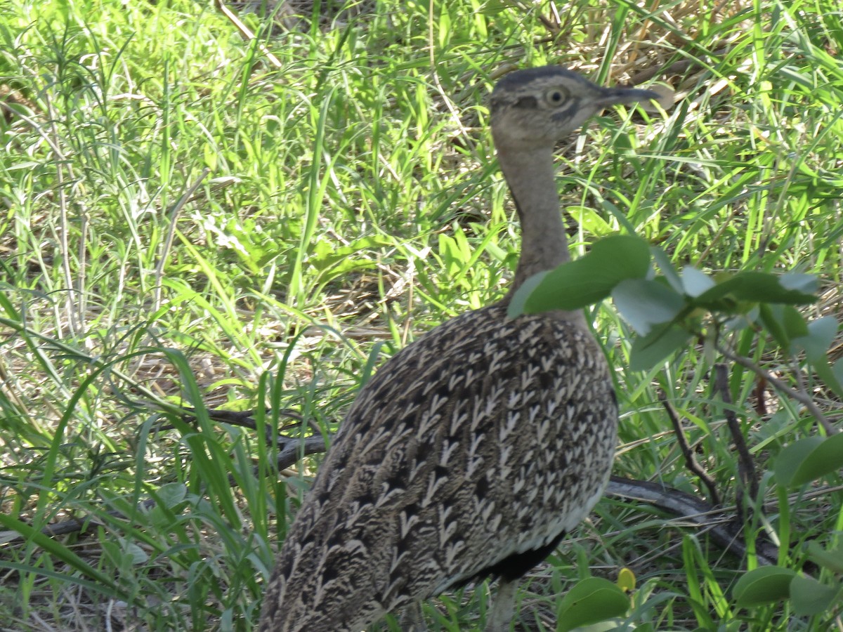 Red-crested Bustard - ML646041919