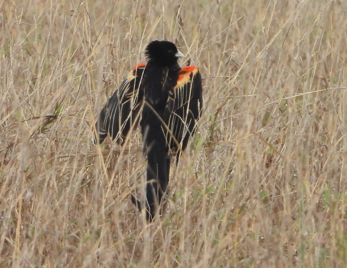 Long-tailed Widowbird - ML646041920