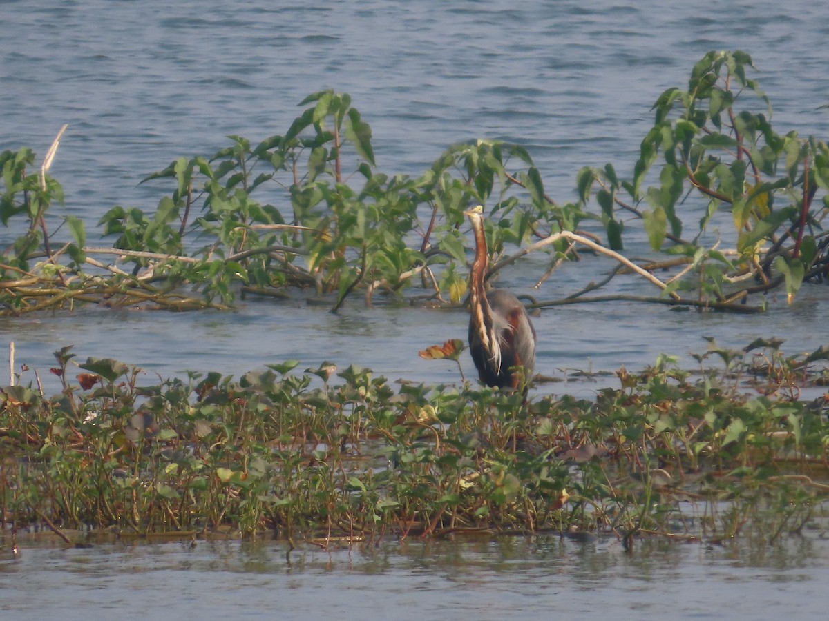 אנפה ארגמנית - ML646041922