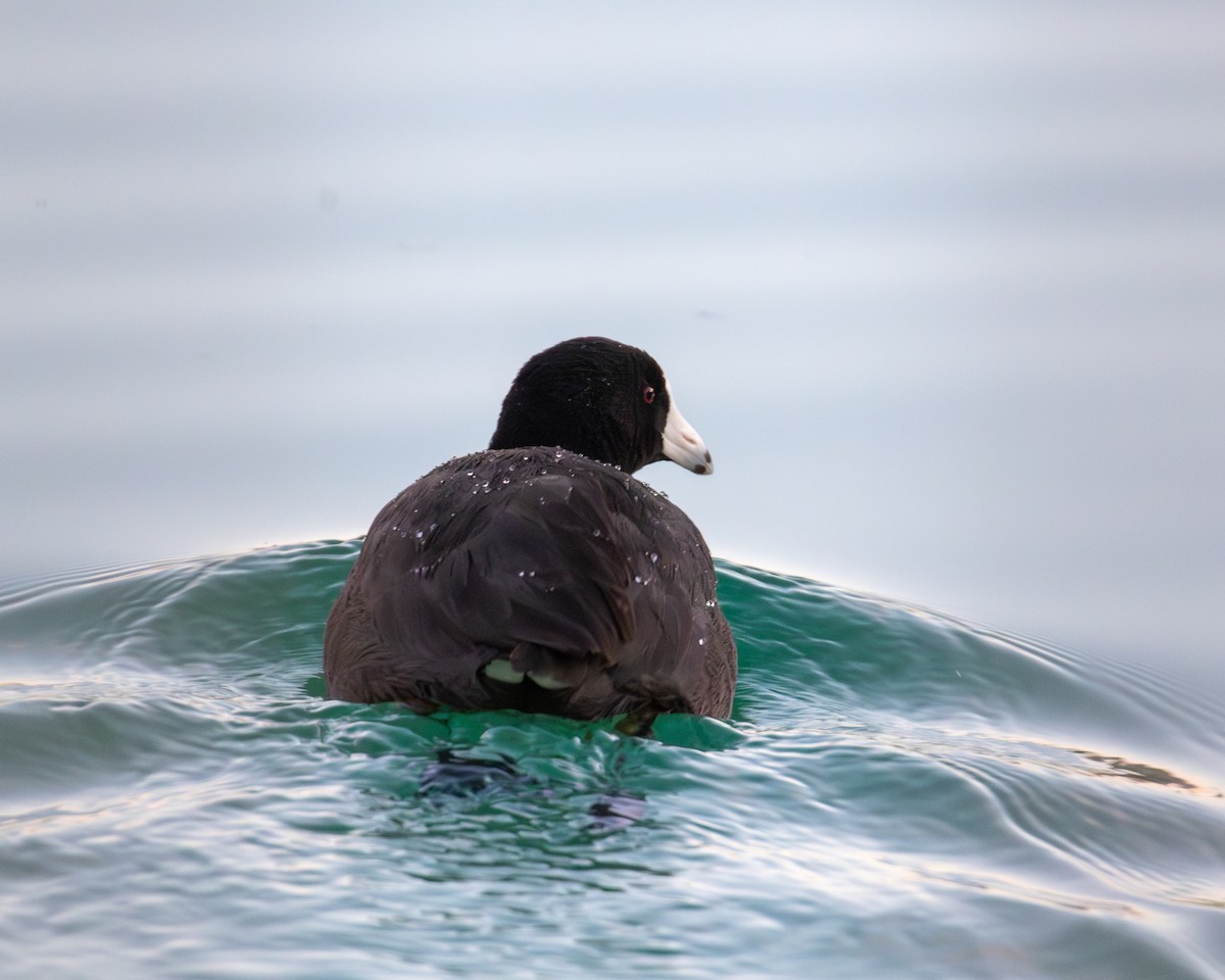 אגמית אמריקנית - ML646041923