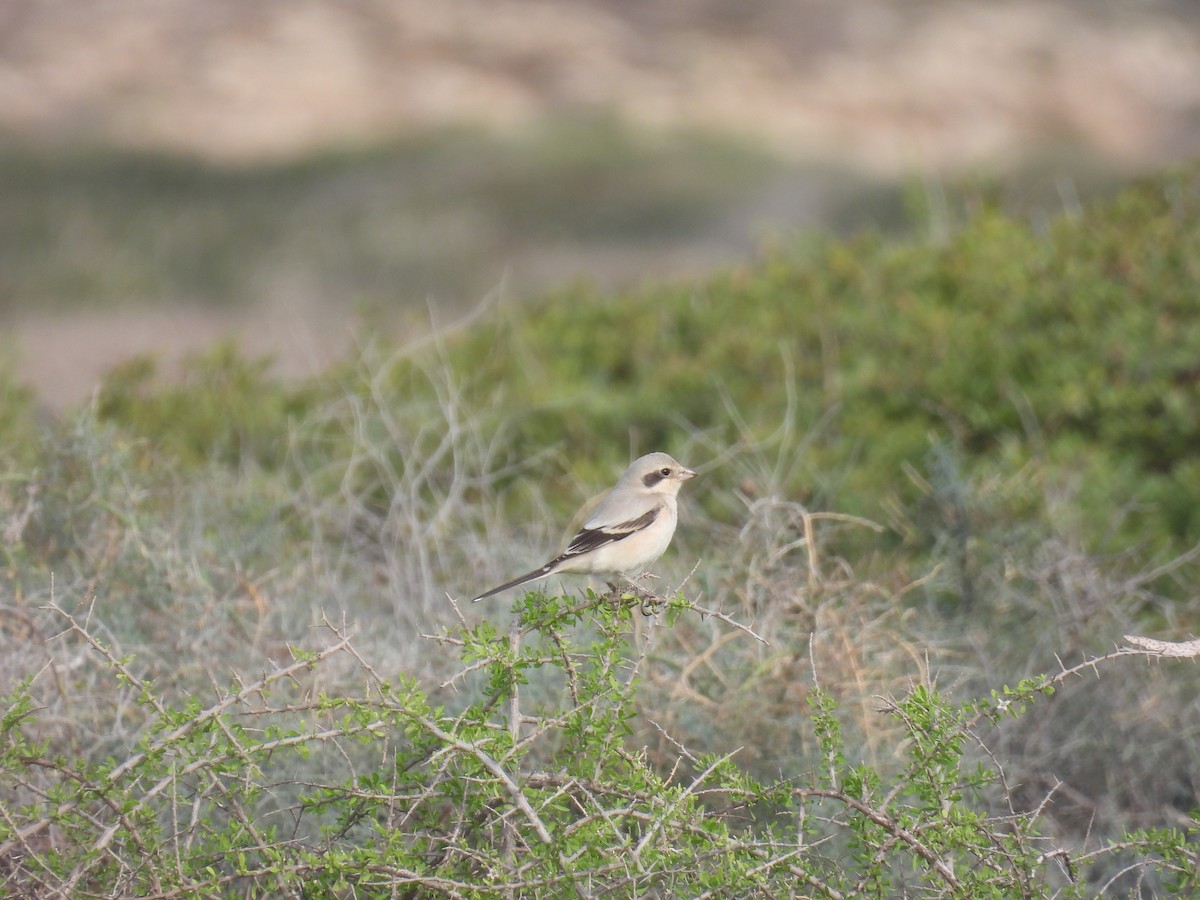 חנקן חיוור - ML646041924