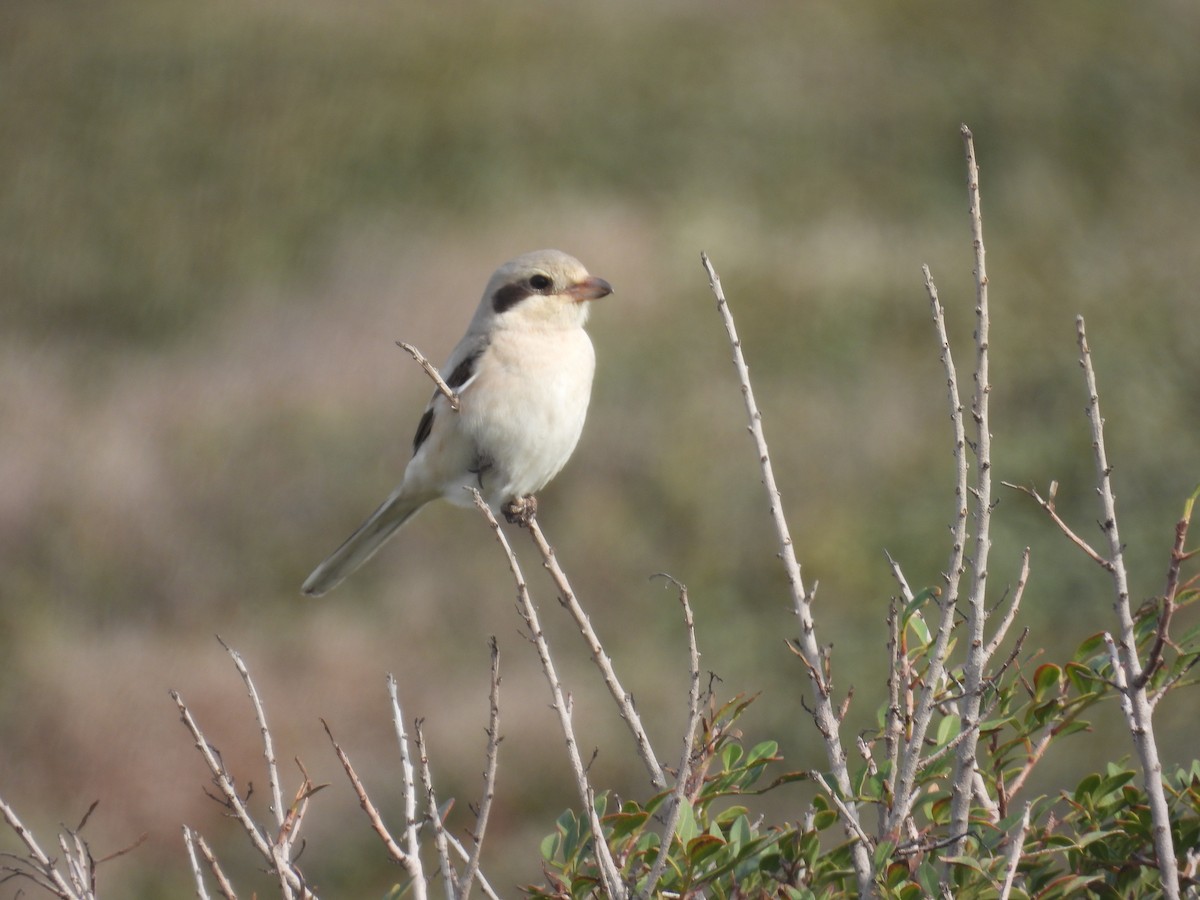 חנקן חיוור - ML646041928