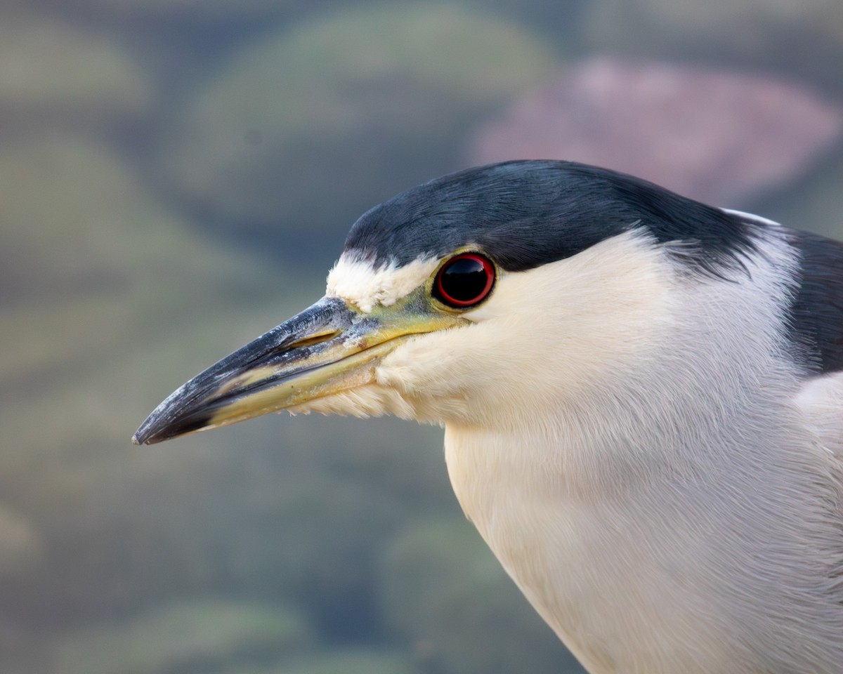 אנפת לילה - ML646041929