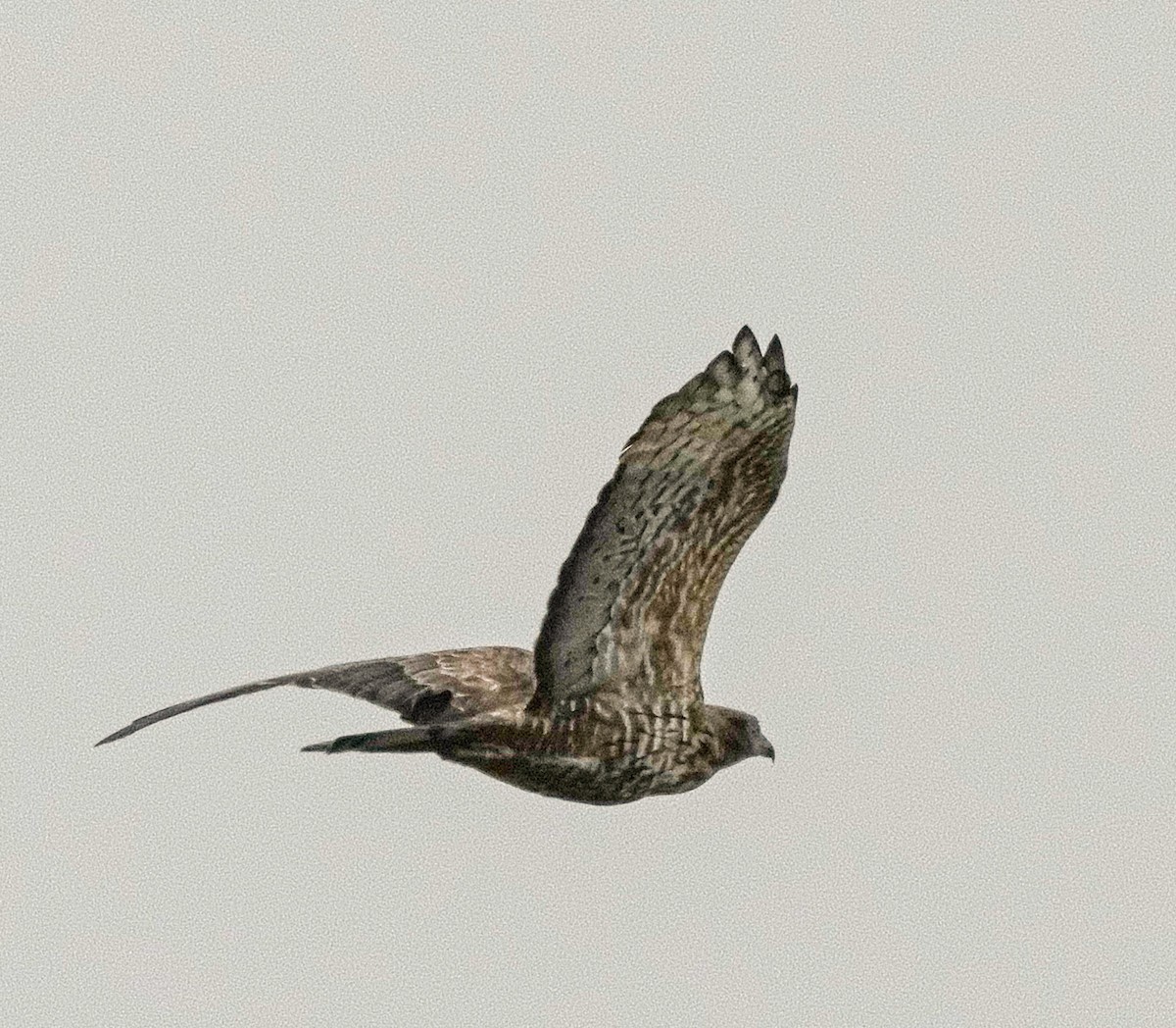 אייה מזרחית - ML646041930