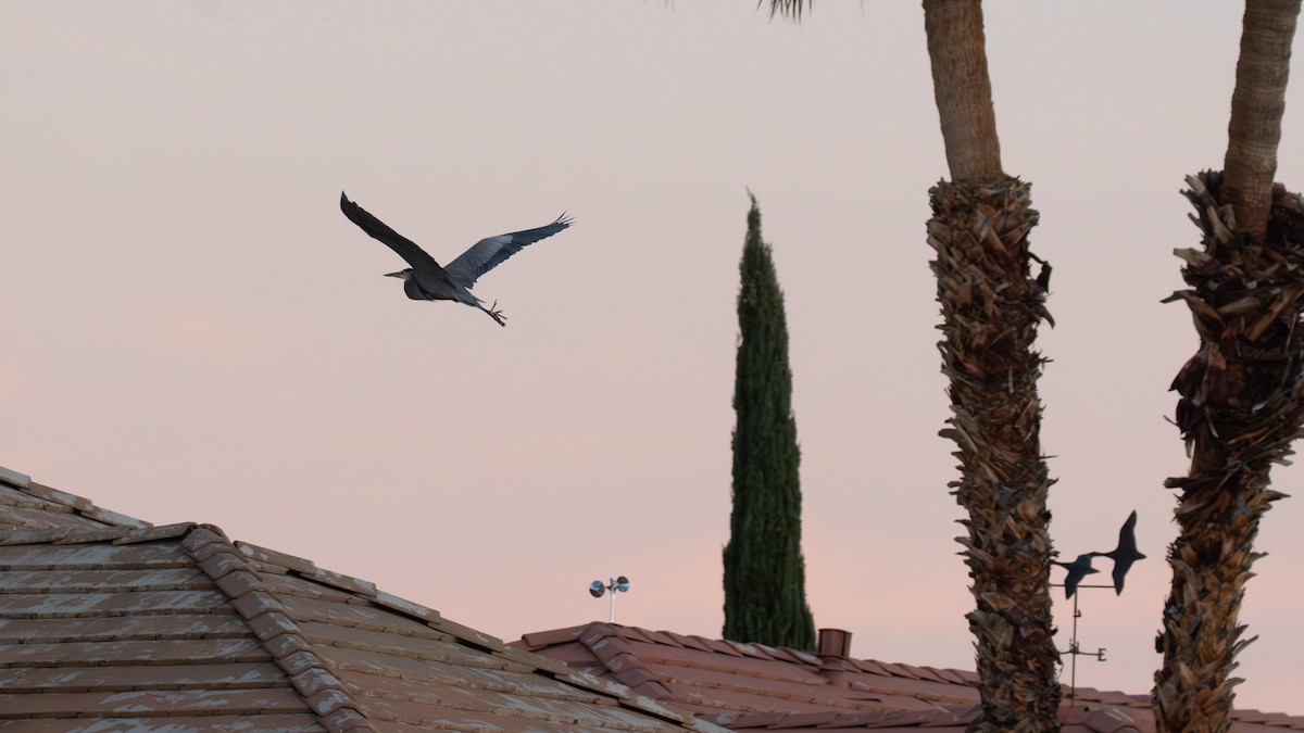 אנפה אמריקנית - ML646041931