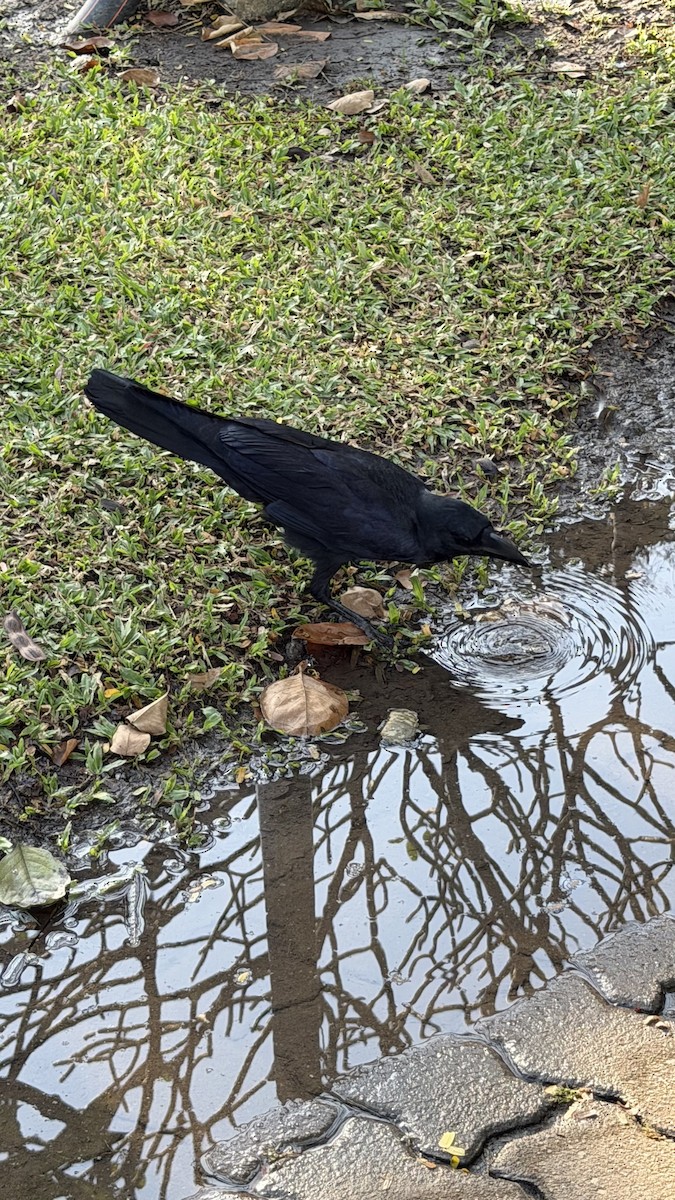 Large-billed Crow - ML646041932
