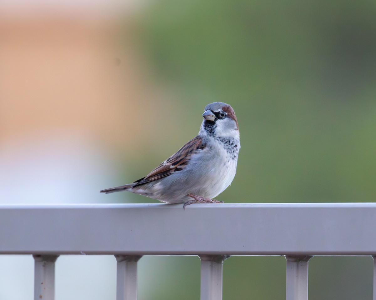דרור הבית - ML646041933