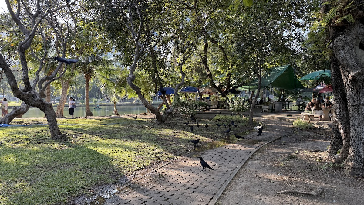 Large-billed Crow - ML646041934