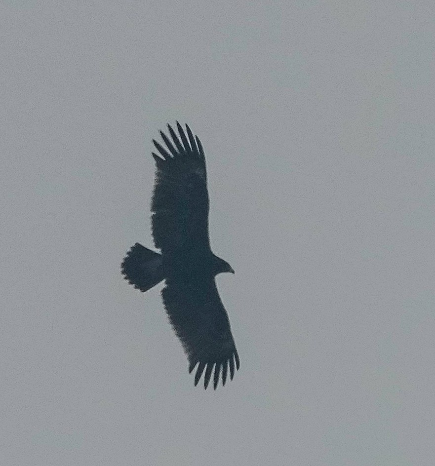 עיט צפרדעים - ML646041935