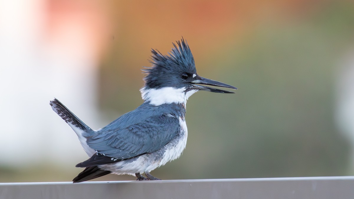 שלדג אמריקני - ML646041936